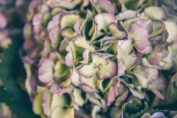 istock Close up of hydrangea flowers 942162130