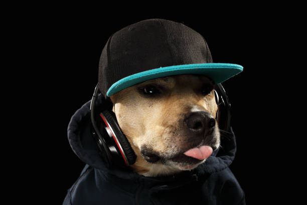 istock American staff terrier dog and music 942162256