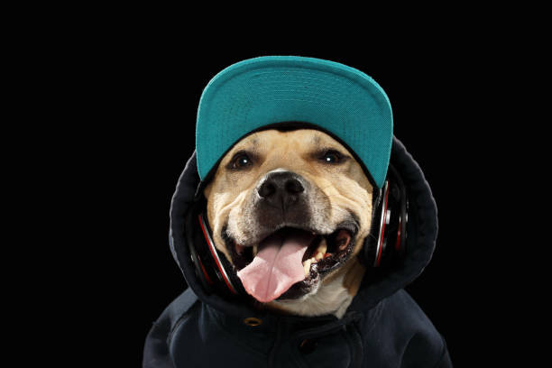 istock American staff terrier dog and music 942162320