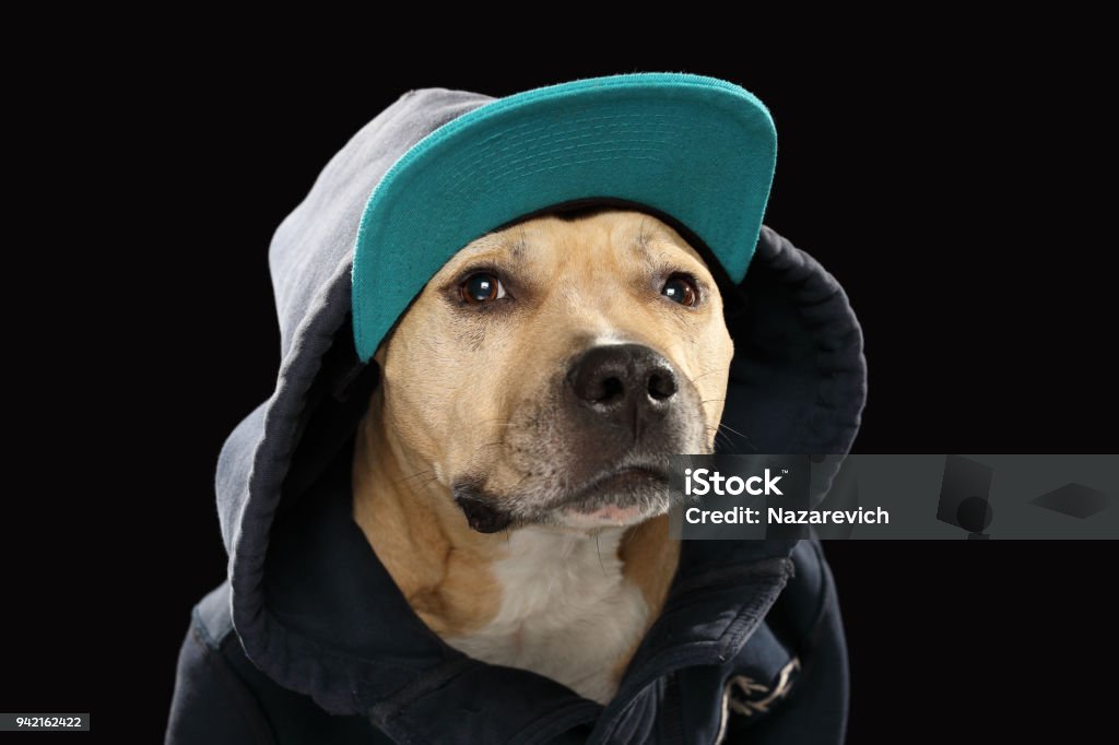 American Staff Terrier Dog In Baseball Cap Stock Photo - Download Image Now  - Animal, Animal Body Part, Animal Head - iStock