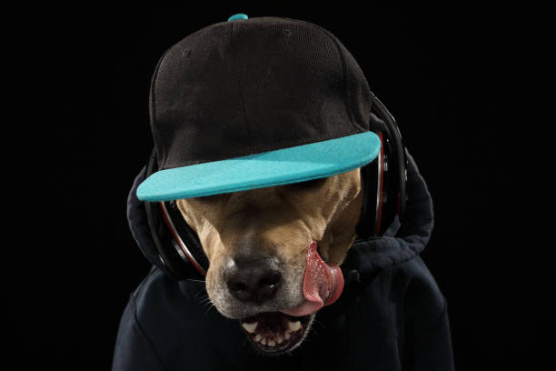 música y personal americano terrier perro - pampered pets audio fotografías e imágenes de stock