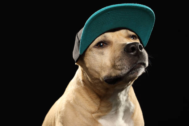 istock American staff terrier dog in baseball cap 942162564