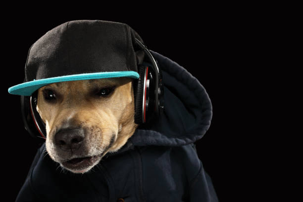 istock American staff terrier dog and music 942162594