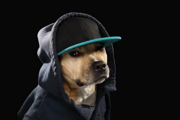 istock American staff terrier dog in baseball cap 942162632