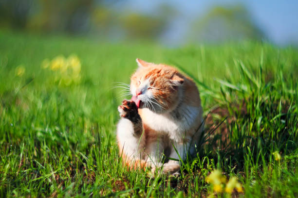 istock funny ginger cat washes his filthy hands on a green spring meadow 942162672