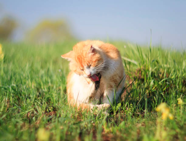 istock funny ginger cat washes his filthy hands on a green spring meadow 942162734