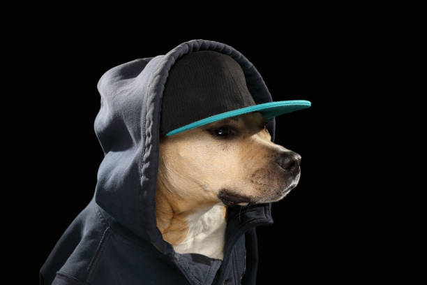 istock American staff terrier dog in baseball cap 942162778
