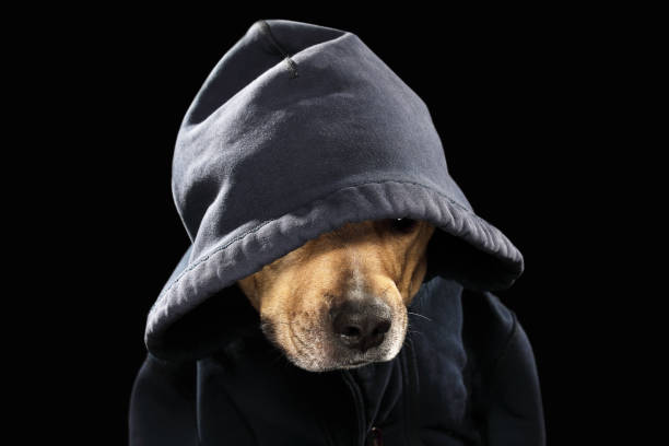 istock American staff terrier dog in baseball cap 942162804