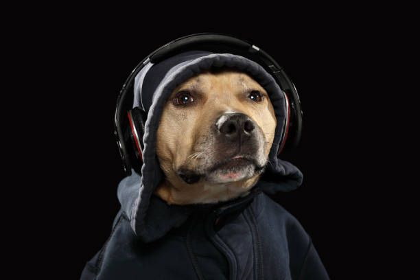 música y personal americano terrier perro - pampered pets audio fotografías e imágenes de stock