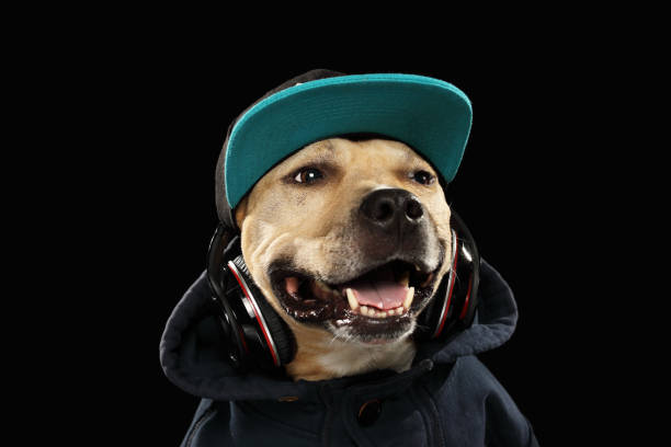 istock American staff terrier dog and music 942162910