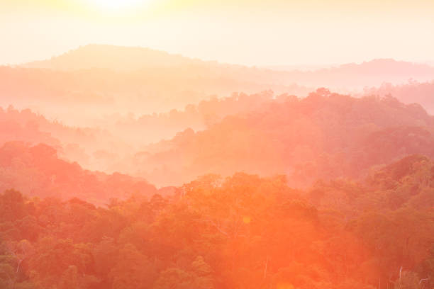 istock Golden sunrise shines down around the mountain and top canopy. 942162940