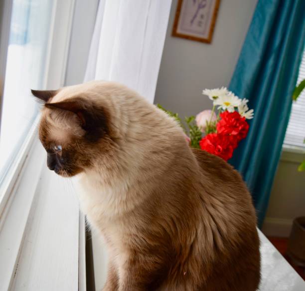 istock Ragdoll cat by window with flowers 942162954