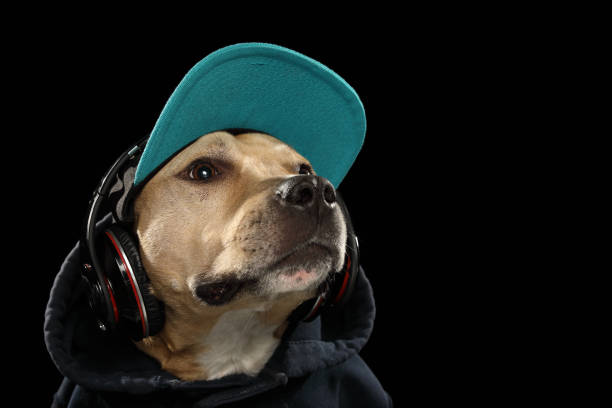 istock American staff terrier dog and music 942163004