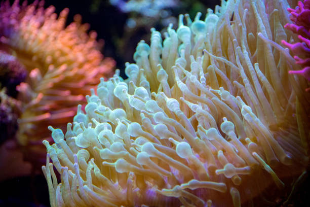 istock pink and orange anemone tentacles detail 942163344