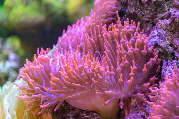 istock pink and orange anemone tentacles detail 942163378