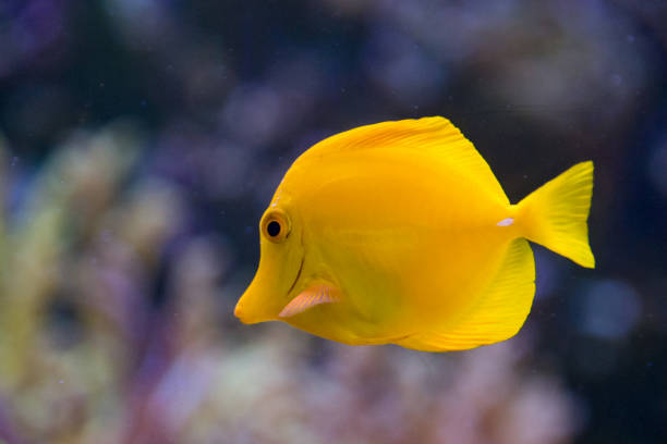 istock Yellow surgeon fish zebrasoma flavescens 942163408