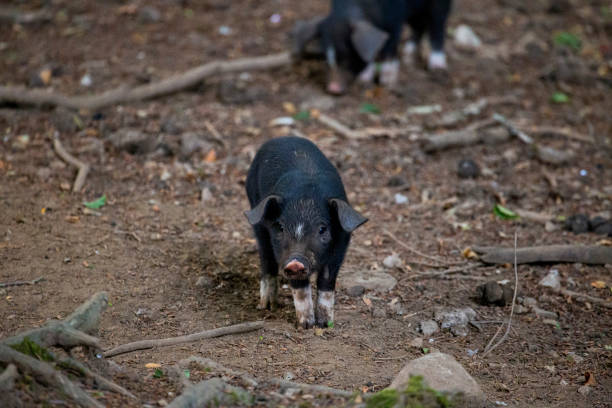 istock close-up of a small wild black pig 942163418