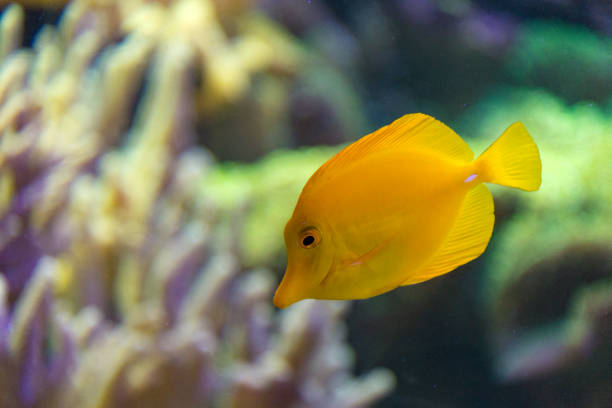 istock Yellow surgeon fish zebrasoma flavescens 942163524
