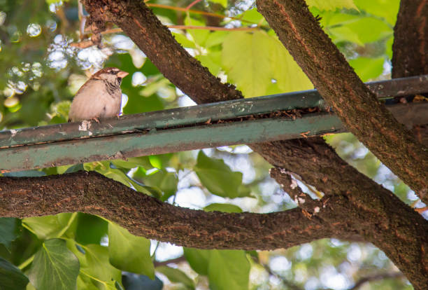 primer plano del gorrión de perfil en la rama - chirrup fotografías e imágenes de stock