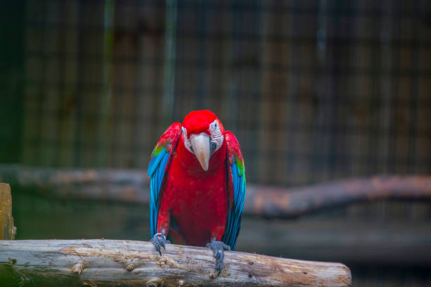 close-up of red macaw parrot above branch