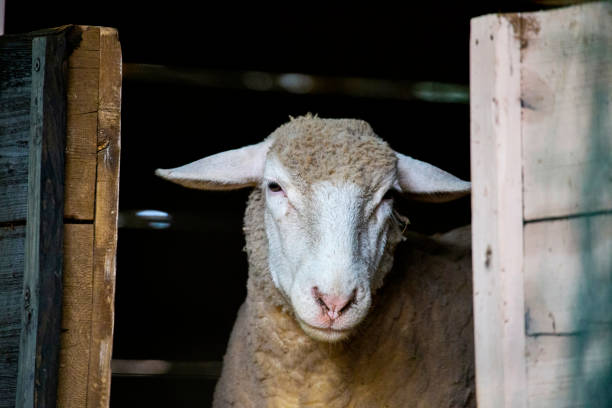 istock close-up of sheep 942163842