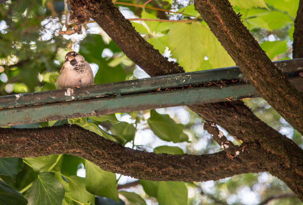 primer plano del gorrión en rama en busca de - chirrup fotografías e imágenes de stock