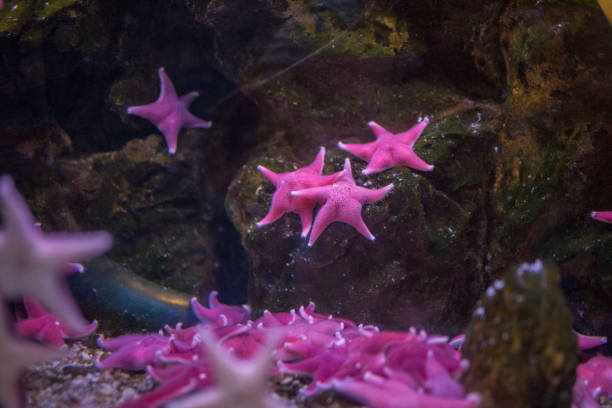 istock closeup of pink starfish above rocks 942164484