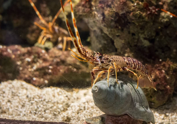 istock Closeup of shrimp on seashell with background 942164644