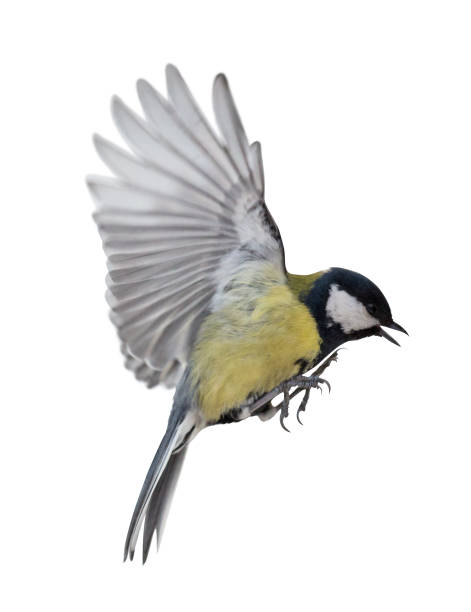 istock photo of isolated great tit in flight 942164688