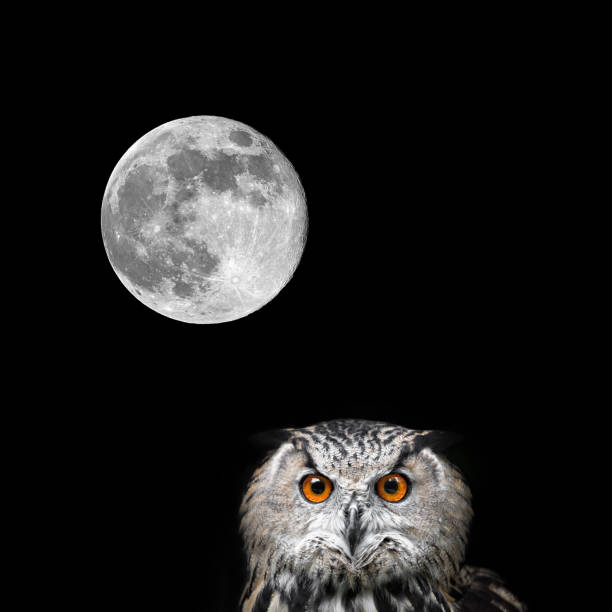 istock Owls Portrait. Owl and moon 942165226