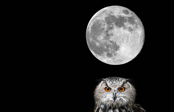 istock Owls Portrait. Owl and moon 942165268