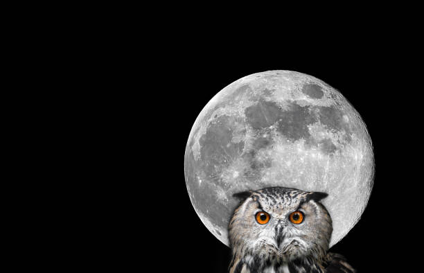 istock Owls Portrait. Owl and moon 942165352