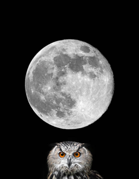 istock Owls Portrait. Owl and moon 942165364