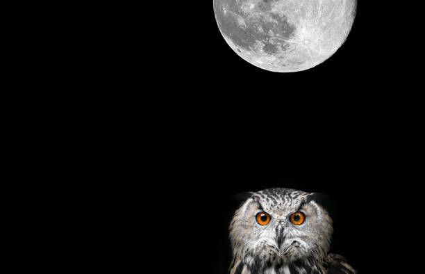 istock Owls Portrait. Owl and moon 942165392