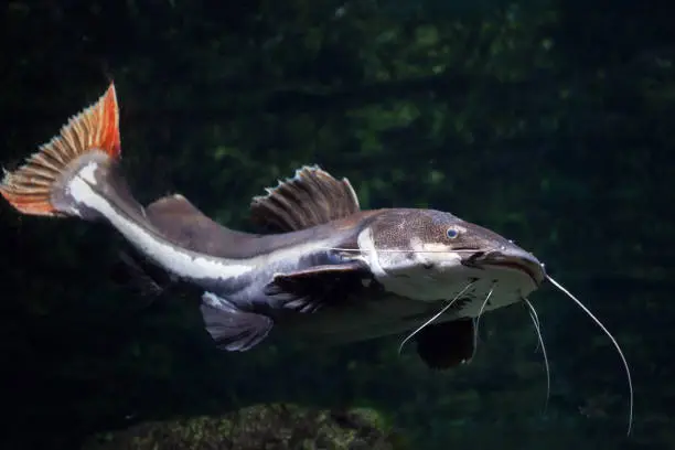 Photo of Redtail catfish (Phractocephalus hemioliopterus).