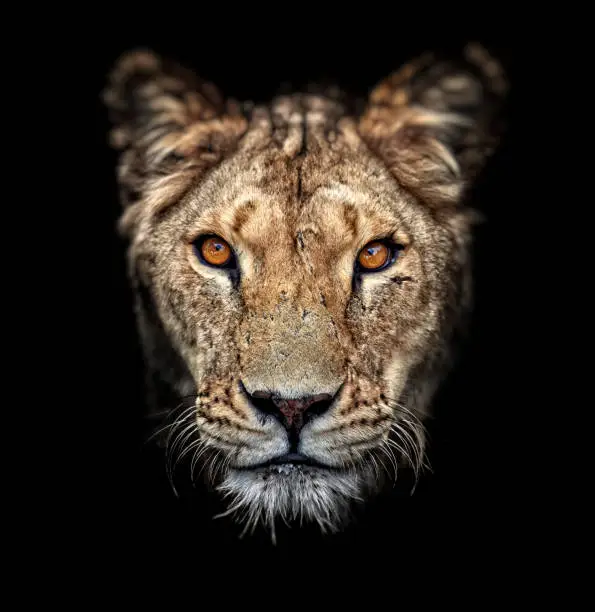 Photo of Portrait of a lioness on black background. Lovely Lioness. Close-up African lioness (Panthera leo)