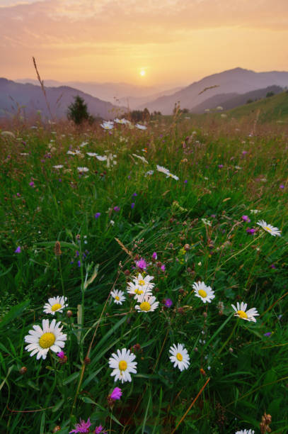 istock Wild chamomiles on meadow at summer dawn. 942166442