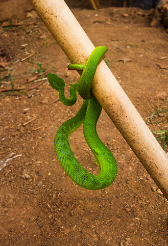 Green Pit Viper dangerous snake in Thailand and Southeast Asia.