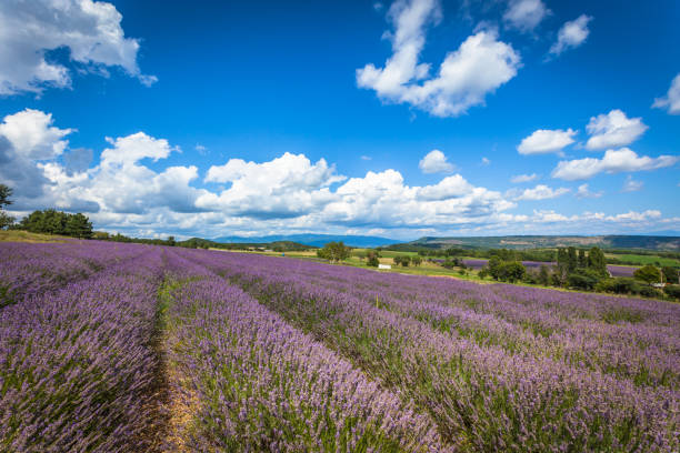 istock Lavender Field in Provence, France 942166946