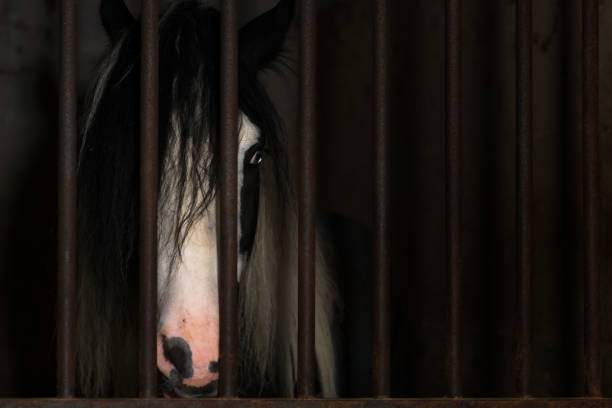 istock Horse in the cage of a stable 942167612