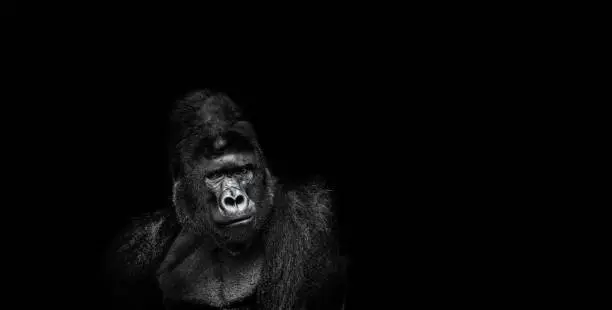 Portrait of a male gorilla on a black background, severe silverback, Grave look of the great ape, the most dangerous and biggest monkey of the world. The chief of a gorilla family. APE