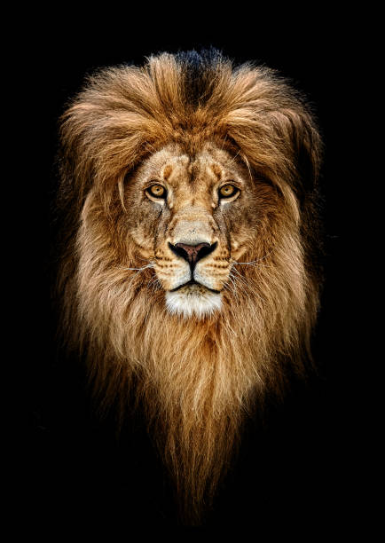 portrait d’un beau lion, lion dans noir - lion photos et images de collection