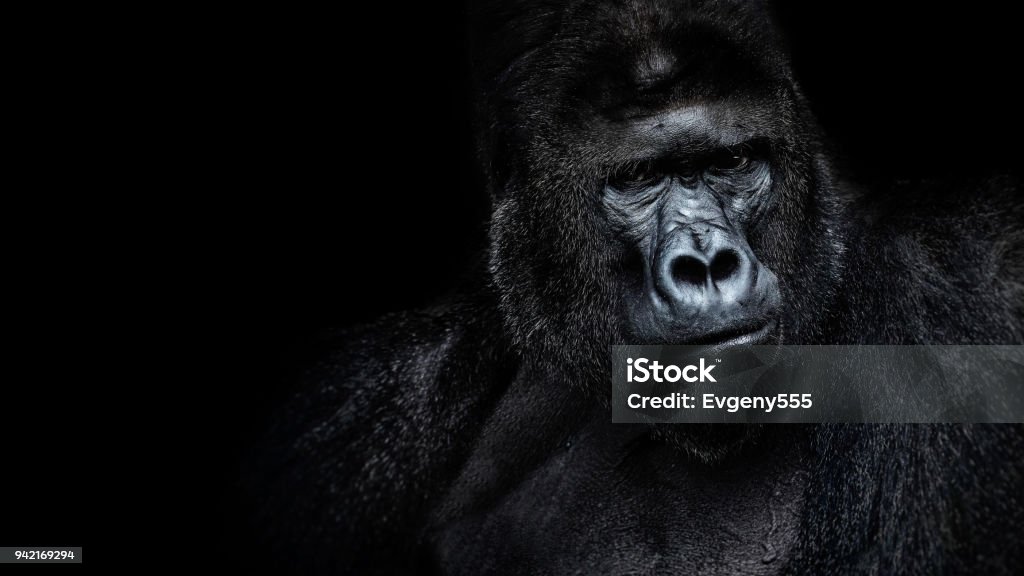 Beautiful Portrait of a Gorilla. Male gorilla on black background, severe silverback, anthropoid ape Gorilla Stock Photo