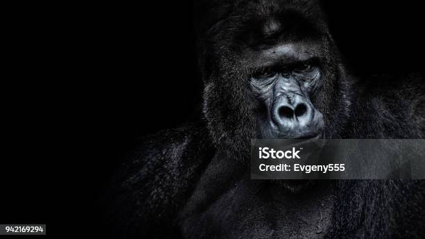 Beautiful Portrait Of A Gorilla Male Gorilla On Black Background Severe Silverback Anthropoid Ape Stock Photo - Download Image Now