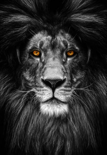retrato de un hermoso león, león en oscuridad - leo fotografías e imágenes de stock