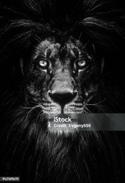 Portrait Of A Beautiful Lion Lion In Dark Stock Photo - Download Image Now - Lion - Feline, Eye, Dark