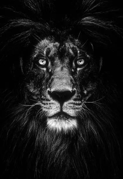 Photo of Portrait of a Beautiful lion, lion in dark