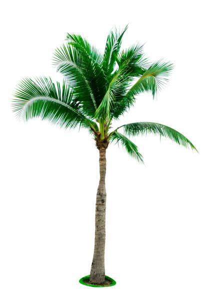 istock Coconut tree isolated on white background with copy space. Used for advertising decorative architecture. Summer and beach concept. Tropical palm tree. 942170250