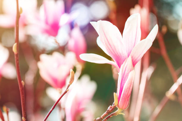 istock Beautiful flowering Magnolia tree with pink flowers. Spring background 942170616