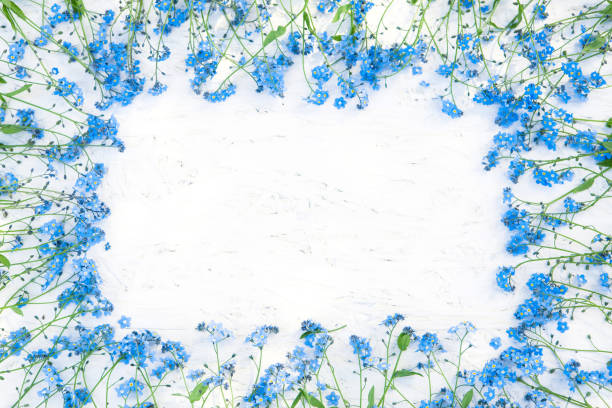 istock Gentle Frame of blue forget-me-not flowers on white background 942171298